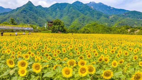 中股网 葵花朵朵向阳开